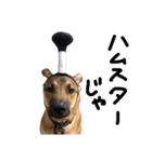 雑種犬 キューブ の お侍 スタンプ（個別スタンプ：20）