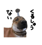 雑種犬 キューブ の お侍 スタンプ（個別スタンプ：21）