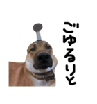 雑種犬 キューブ の お侍 スタンプ（個別スタンプ：22）