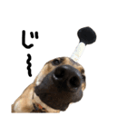 雑種犬 キューブ の お侍 スタンプ（個別スタンプ：23）