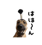 雑種犬 キューブ の お侍 スタンプ（個別スタンプ：24）