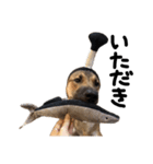 雑種犬 キューブ の お侍 スタンプ（個別スタンプ：26）