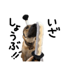 雑種犬 キューブ の お侍 スタンプ（個別スタンプ：27）