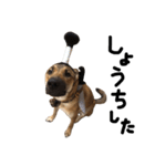 雑種犬 キューブ の お侍 スタンプ（個別スタンプ：28）