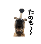 雑種犬 キューブ の お侍 スタンプ（個別スタンプ：29）