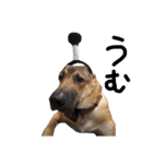 雑種犬 キューブ の お侍 スタンプ（個別スタンプ：30）