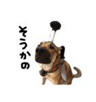 雑種犬 キューブ の お侍 スタンプ（個別スタンプ：31）