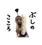 雑種犬 キューブ の お侍 スタンプ（個別スタンプ：32）