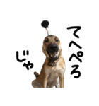 雑種犬 キューブ の お侍 スタンプ（個別スタンプ：33）