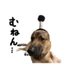 雑種犬 キューブ の お侍 スタンプ（個別スタンプ：34）