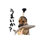 雑種犬 キューブ の お侍 スタンプ（個別スタンプ：35）