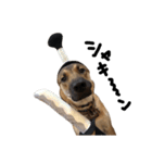 雑種犬 キューブ の お侍 スタンプ（個別スタンプ：36）