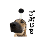 雑種犬 キューブ の お侍 スタンプ（個別スタンプ：37）