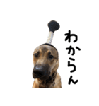 雑種犬 キューブ の お侍 スタンプ（個別スタンプ：38）