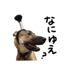 雑種犬 キューブ の お侍 スタンプ（個別スタンプ：39）