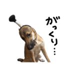 雑種犬 キューブ の お侍 スタンプ（個別スタンプ：40）