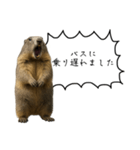 遅刻常習犯の言い訳図鑑（個別スタンプ：15）