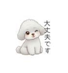 トイプードル（子育て中に使いやすい敬語）（個別スタンプ：11）