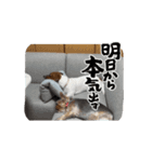 保護犬ジャックヨーキー（個別スタンプ：1）