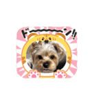 保護犬ジャックヨーキー（個別スタンプ：2）