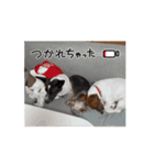保護犬ジャックヨーキー（個別スタンプ：3）
