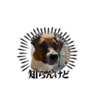 保護犬ジャックヨーキー（個別スタンプ：4）