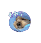 保護犬ジャックヨーキー（個別スタンプ：5）