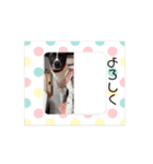 保護犬ジャックヨーキー（個別スタンプ：6）