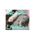 保護犬ジャックヨーキー（個別スタンプ：8）