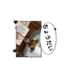 保護犬ジャックヨーキー（個別スタンプ：9）