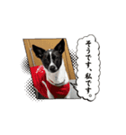 保護犬ジャックヨーキー（個別スタンプ：10）