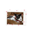 保護犬ジャックヨーキー（個別スタンプ：11）
