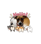 保護犬ジャックヨーキー（個別スタンプ：13）