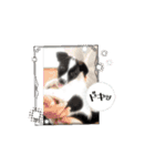 保護犬ジャックヨーキー（個別スタンプ：14）