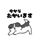 ゆるいボーダーコリーさん（個別スタンプ：13）