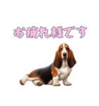 バセットハウンドと一緒の日常2（個別スタンプ：2）