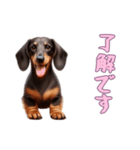 ダックスフンドと一緒の日常1（個別スタンプ：4）