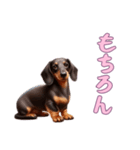 ダックスフンドと一緒の日常1（個別スタンプ：5）