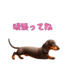 ダックスフンドと一緒の日常2（個別スタンプ：15）