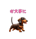 ダックスフンドと一緒の日常2（個別スタンプ：16）