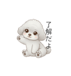 子供トイプードル（幼稚園、保育園向け）（個別スタンプ：24）