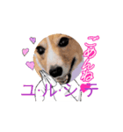 コーギー犬*ハニさん*ちょっぴりシュール編（個別スタンプ：1）