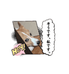 コーギー犬*ハニさん*ちょっぴりシュール編（個別スタンプ：10）