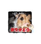 コーギー犬*ハニさん*ちょっぴりシュール編（個別スタンプ：11）