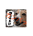 コーギー犬*ハニさん*ちょっぴりシュール編（個別スタンプ：12）