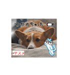 コーギー犬*ハニさん*ちょっぴりシュール編（個別スタンプ：13）