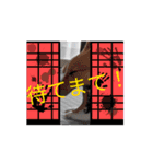 コーギー犬*ハニさん*ちょっぴりシュール編（個別スタンプ：16）