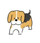 ゆるいビーグル（個別スタンプ：1）