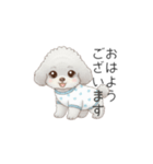 赤ちゃんトイプードル（使いやすい敬語）（個別スタンプ：1）