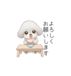 赤ちゃんトイプードル（使いやすい敬語）（個別スタンプ：4）